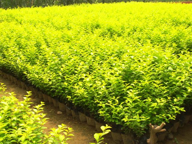 假植金葉女貞 假植金葉女貞