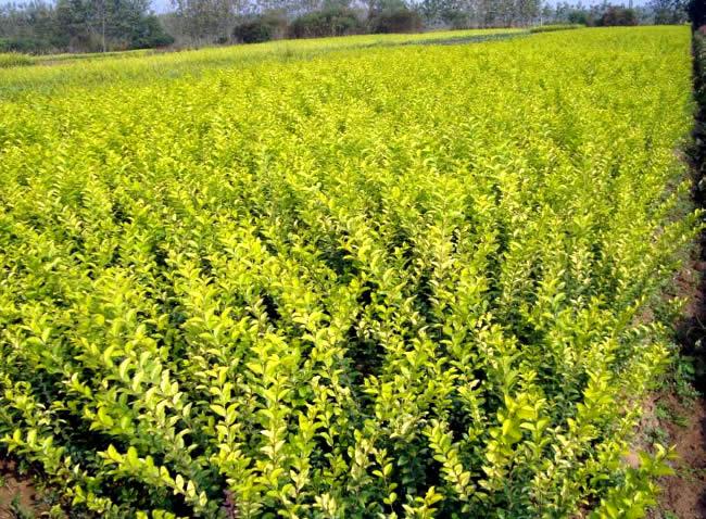 假植金葉女貞 假植金葉女貞