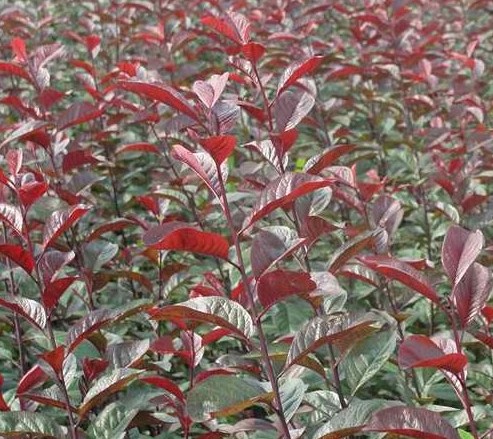 美植袋太陽李 美植袋太陽李