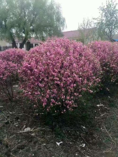 榆葉梅球 榆葉梅球