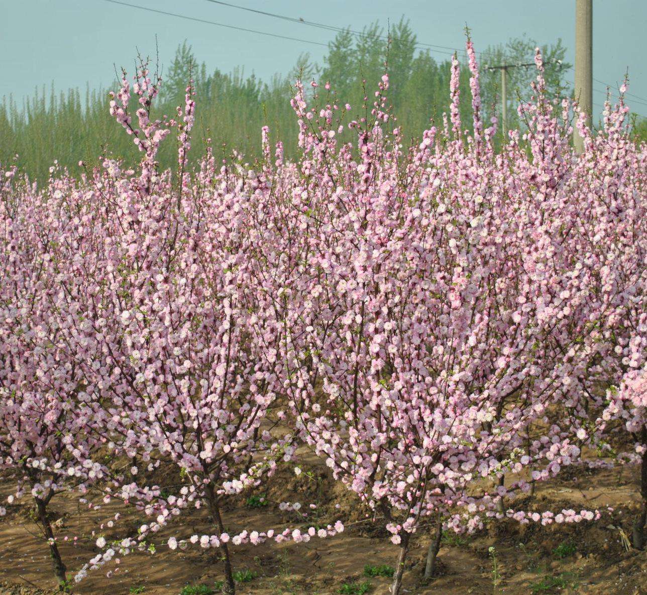 叢生榆葉梅 叢生榆葉梅