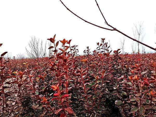 冬紅衛(wèi)矛 冬紅衛(wèi)矛