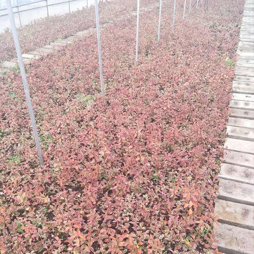 冬紅衛(wèi)矛 冬紅衛(wèi)矛