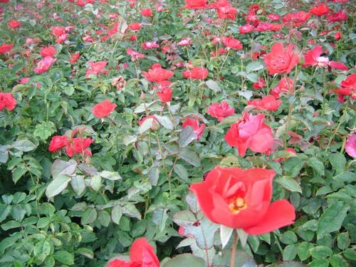 紅帽月季 紅帽月季