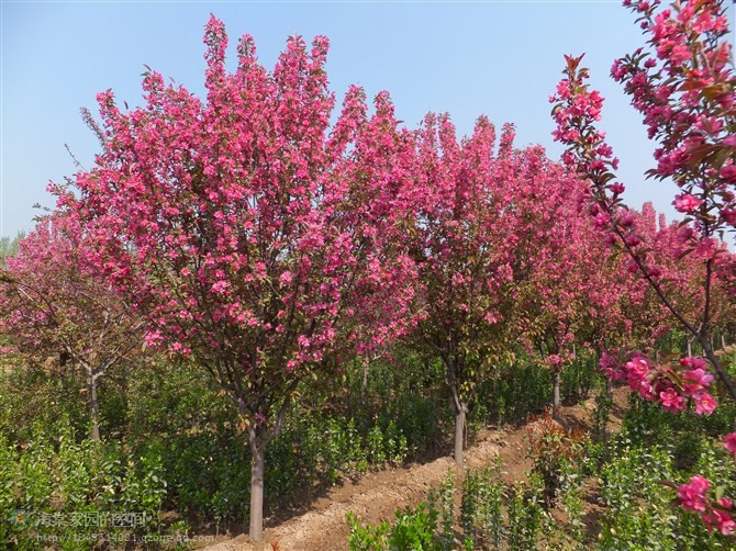 絢麗海棠 絢麗海棠