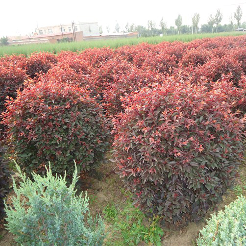 紫葉風(fēng)箱果 紫葉風(fēng)箱果