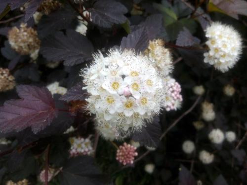 紫葉風(fēng)箱果 紫葉風(fēng)箱果