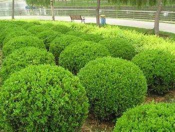 衛(wèi)矛球 衛(wèi)矛球