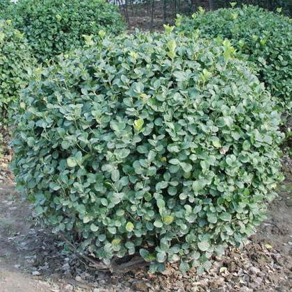 衛(wèi)矛球 衛(wèi)矛球