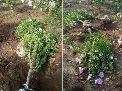 木槿花該如何種植及養(yǎng)護？