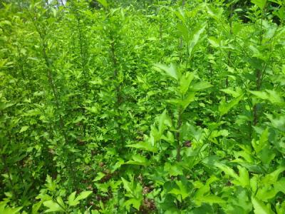 木槿花的花語(yǔ)是什么，寓意是什么？