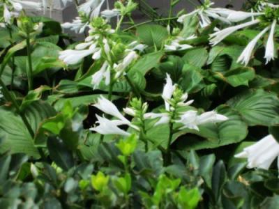 白玉簪根藥用價(jià)值體現(xiàn)在哪些方面?