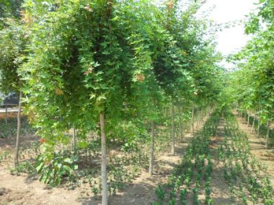 叢生五角楓拼栽需要注意些什么？