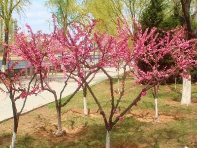 山桃和毛桃哪個(gè)做砧木比較好？