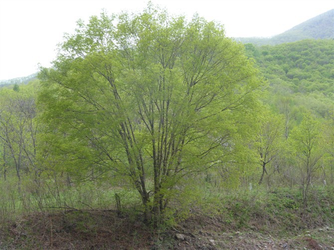 叢生五角楓 叢生五角楓