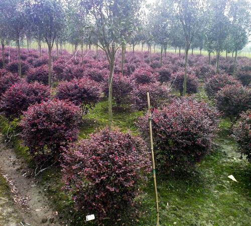 榆葉梅球 榆葉梅球