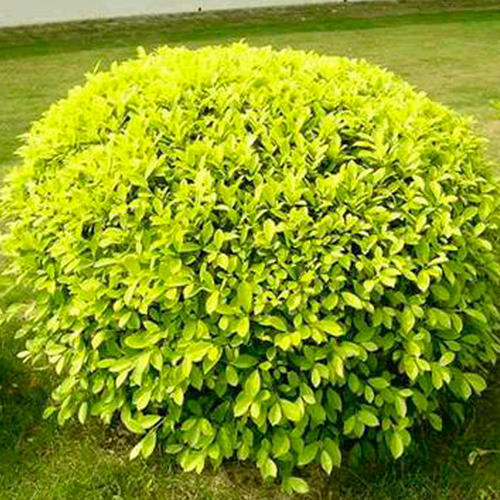 金葉女貞球 金葉女貞球