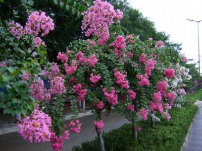 什么樣的紫薇比較值錢呢？