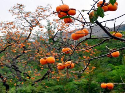 如何才能栽培好柿子樹(shù)？