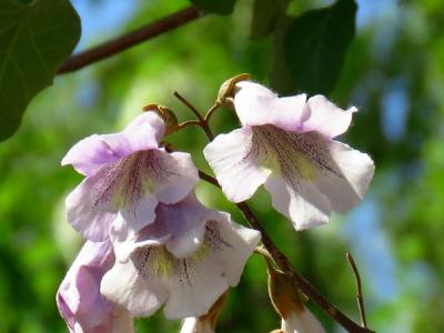 泡桐可以種植于自家的院子里嗎？