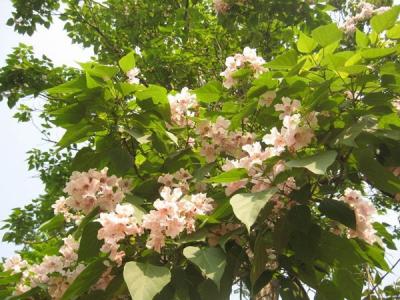 泡桐怎么樣才可以種好？