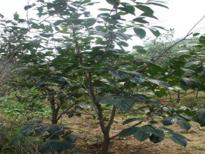 柿子樹(shù)如何過(guò)冬？