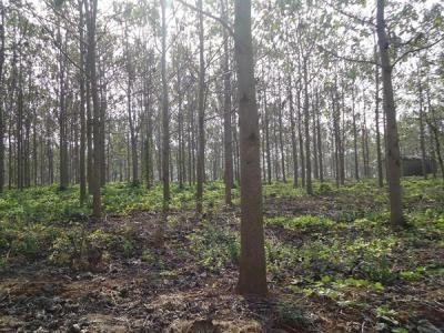 泡桐木到底有沒有毒性？