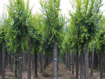 榆樹(shù)為什么不可以砍？