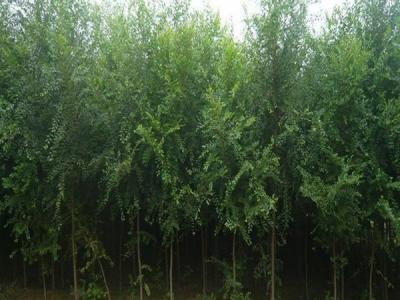 榆樹(shù)為什么不可以在院子里種？