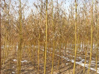 青皮柳黃皮柳有什么區(qū)別？