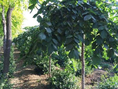 裂葉榆和大葉榆區(qū)別