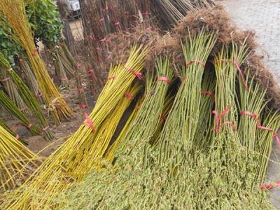 青皮柳黃皮柳哪個(gè)比較好？