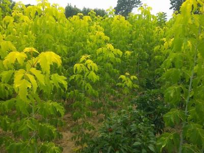 復(fù)葉槭什么樣？