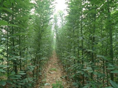 香花槐和刺槐有什么區(qū)別？