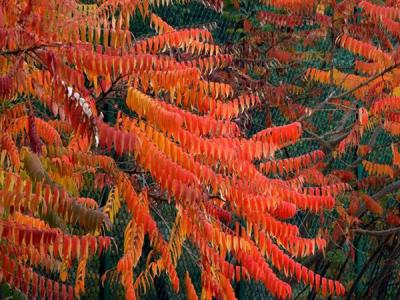 火炬樹的果子可以吃么？