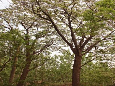 楸樹有什么園林價(jià)值，有什么作用