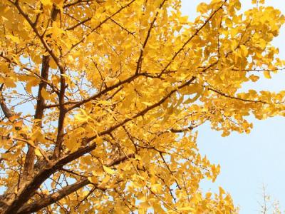 銀杏樹是我國的幾級保護(hù)植物?