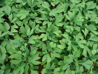 銀杏樹小苗去哪買，怎么買