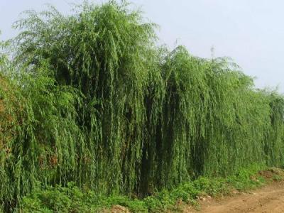 垂柳樹(shù)苗的購(gòu)買
