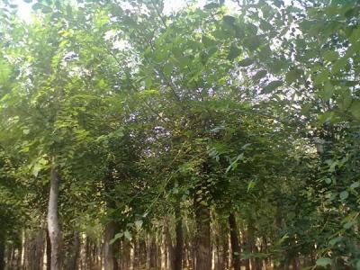 嫁接香花槐小苗可以去哪兒買？