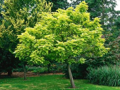 梓樹的入藥部位是哪里，有什么用