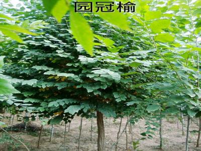 圓冠榆受歡迎的原因是什么，有什么特征？