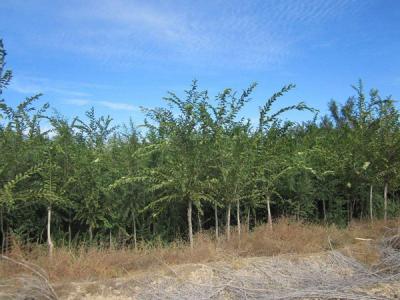  長(zhǎng)枝榆常見(jiàn)的病蟲(chóng)害是什么，怎么處理