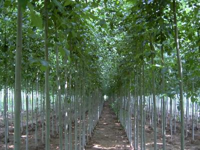 毛白楊的雌株和雄株應(yīng)該如何區(qū)別？