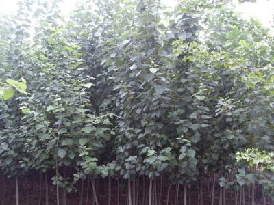 毛白楊的長(zhǎng)什么樣子，有什么特點(diǎn)？