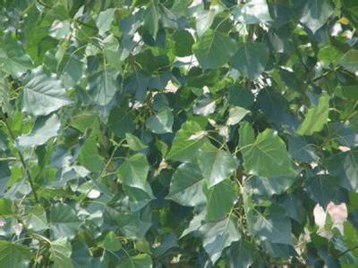 毛白楊在我國受歡迎的原因是什么，優(yōu)點有哪些？