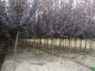 紅葉李有什么特點(diǎn)，可以長到多高