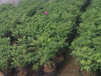 四季玫瑰去哪買，價(jià)格是多少