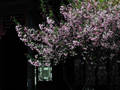 西府海棠的規(guī)格，尺寸以及價格最新報表