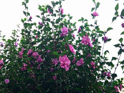 木槿小苗去哪買，參考價格是多少